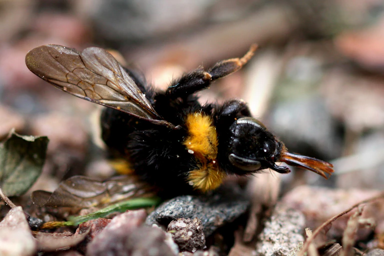 A dead bumblebee.
