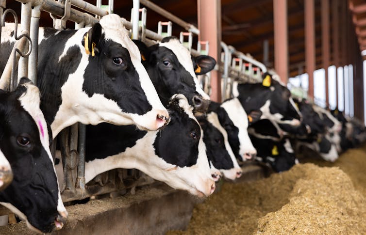 A row of black and white Holstein dairy cows eating hay through a stall fence.