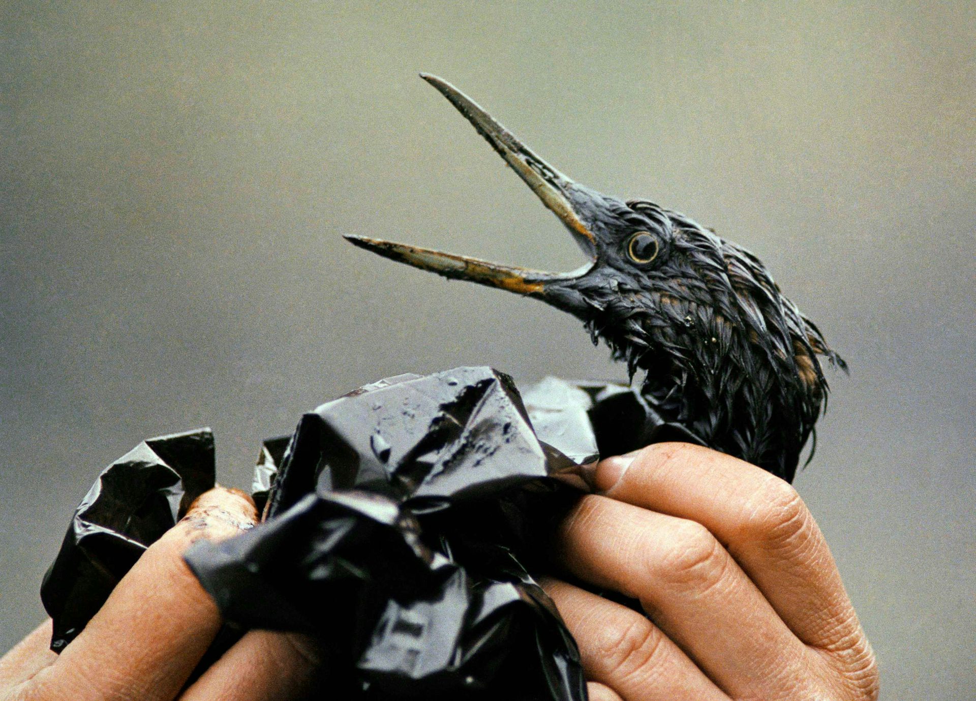 Hands holding a bird that is soaked in oil with its beak open.
