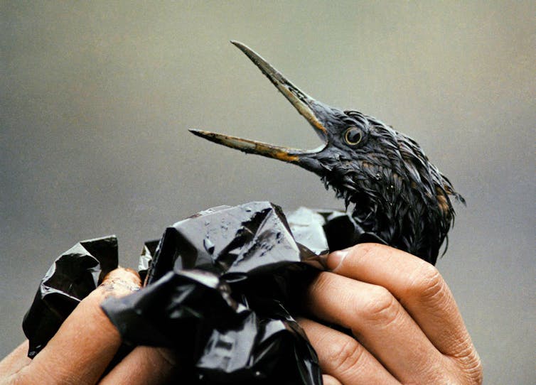 Hands holding a bird that is soaked in oil with its beak open.