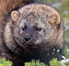 Close-up of a furry animal with small rounded ears