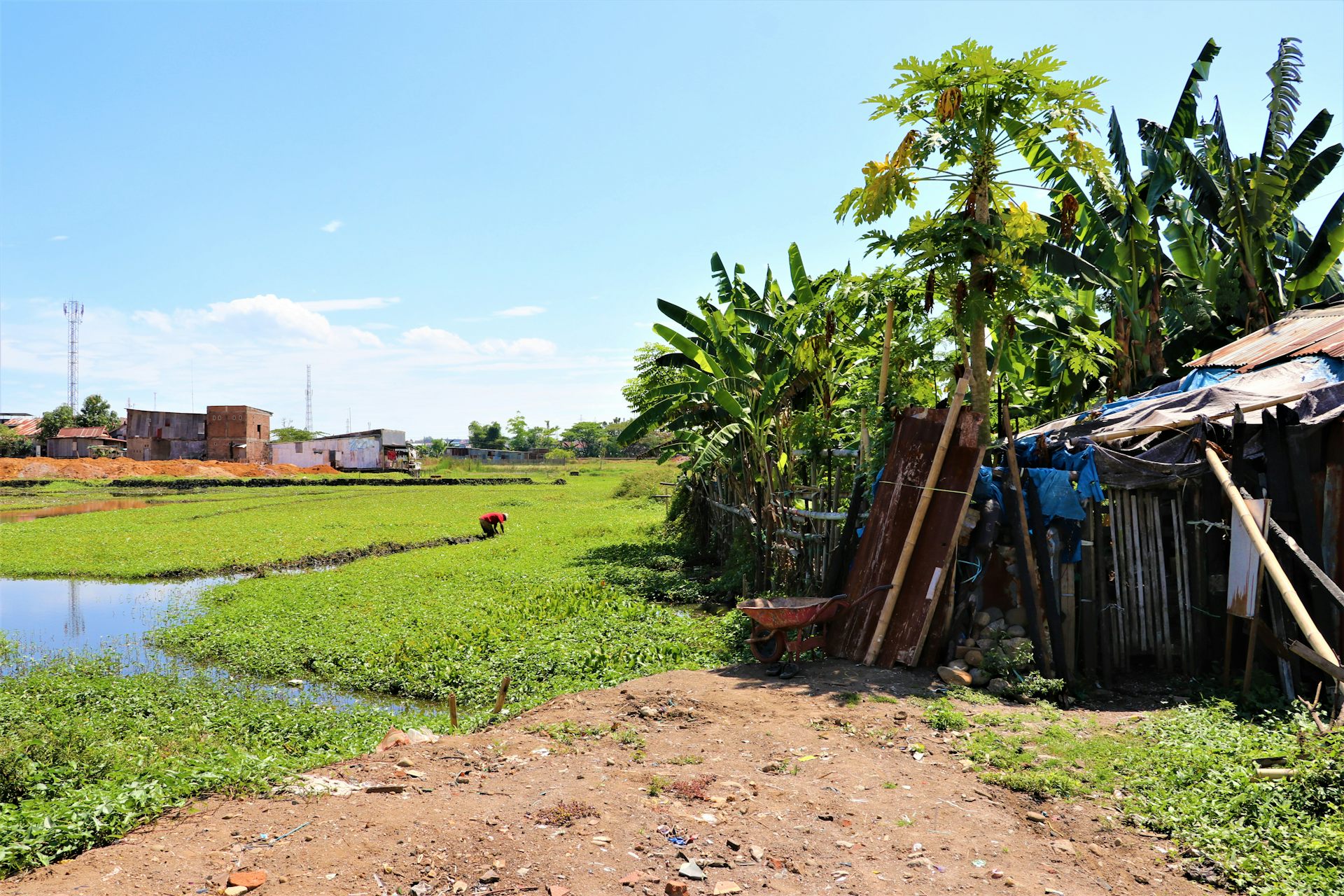 A farmer works in a rice field next to an informal settlement