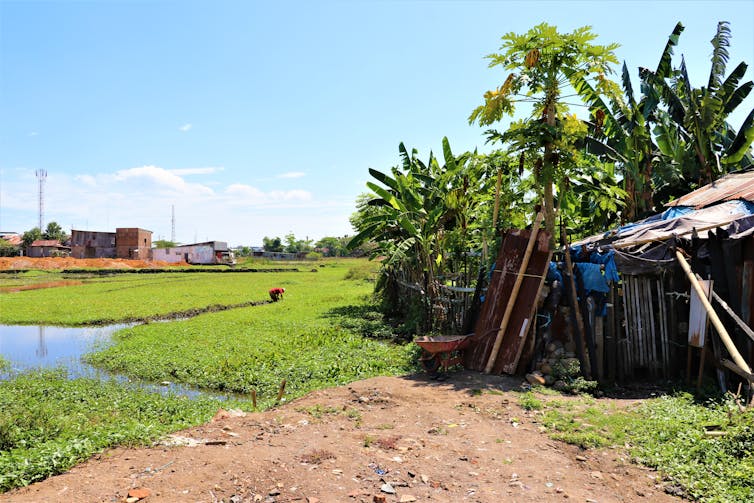 A farmer works in a rice field next to an informal settlement