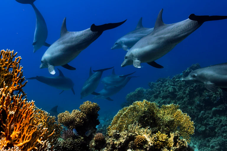 Delfines nadando sobre los arrecifes de coral.