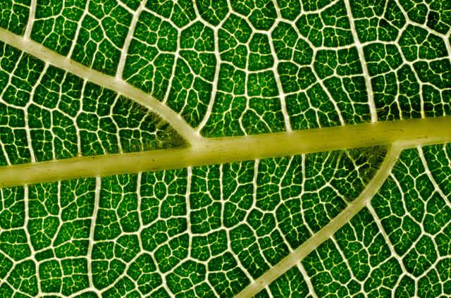 Close-up of a green leaf, with cells of green divided by thick white veins