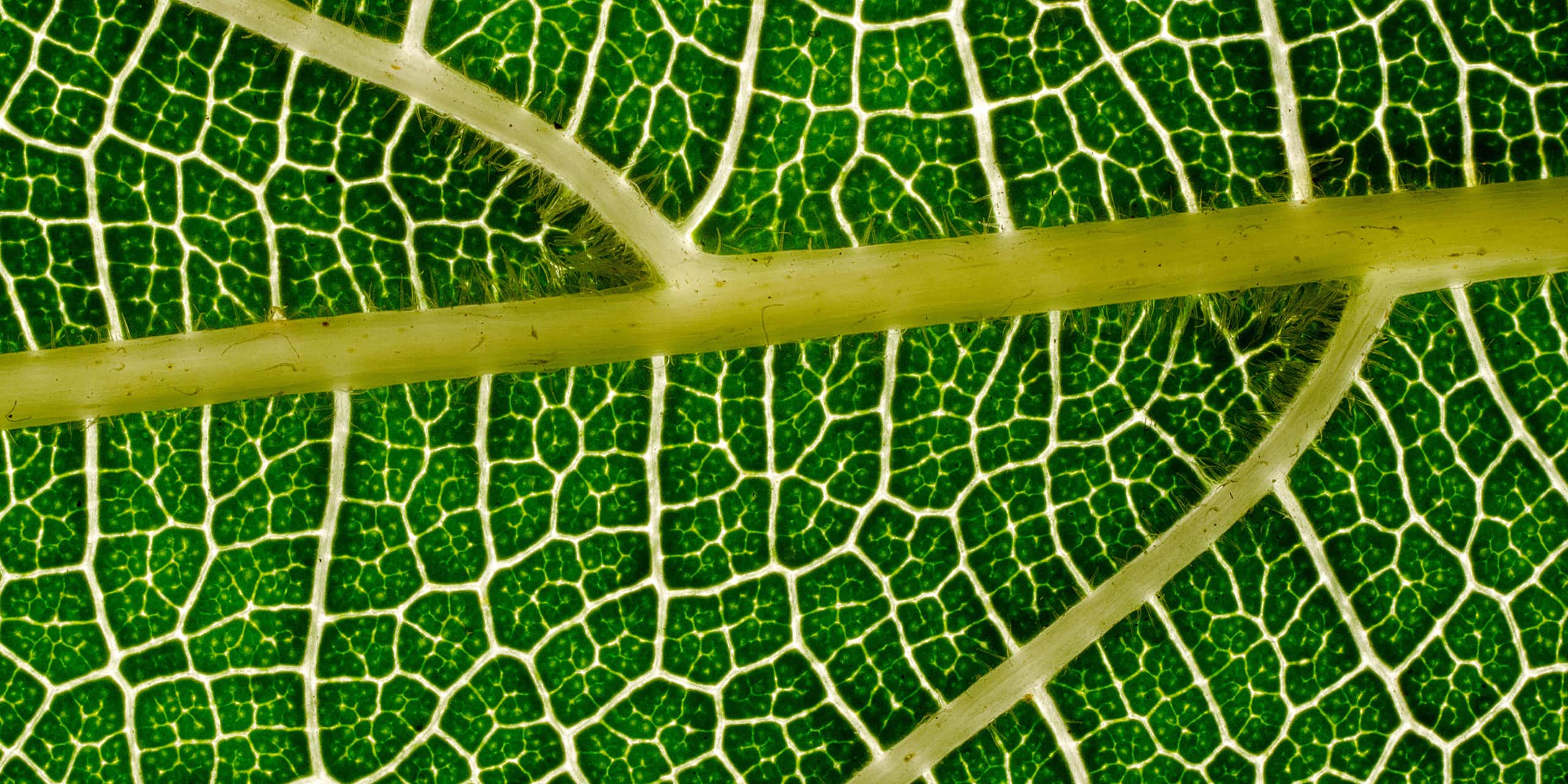 Close-up of a green leaf, with cells of green divided by thick white veins