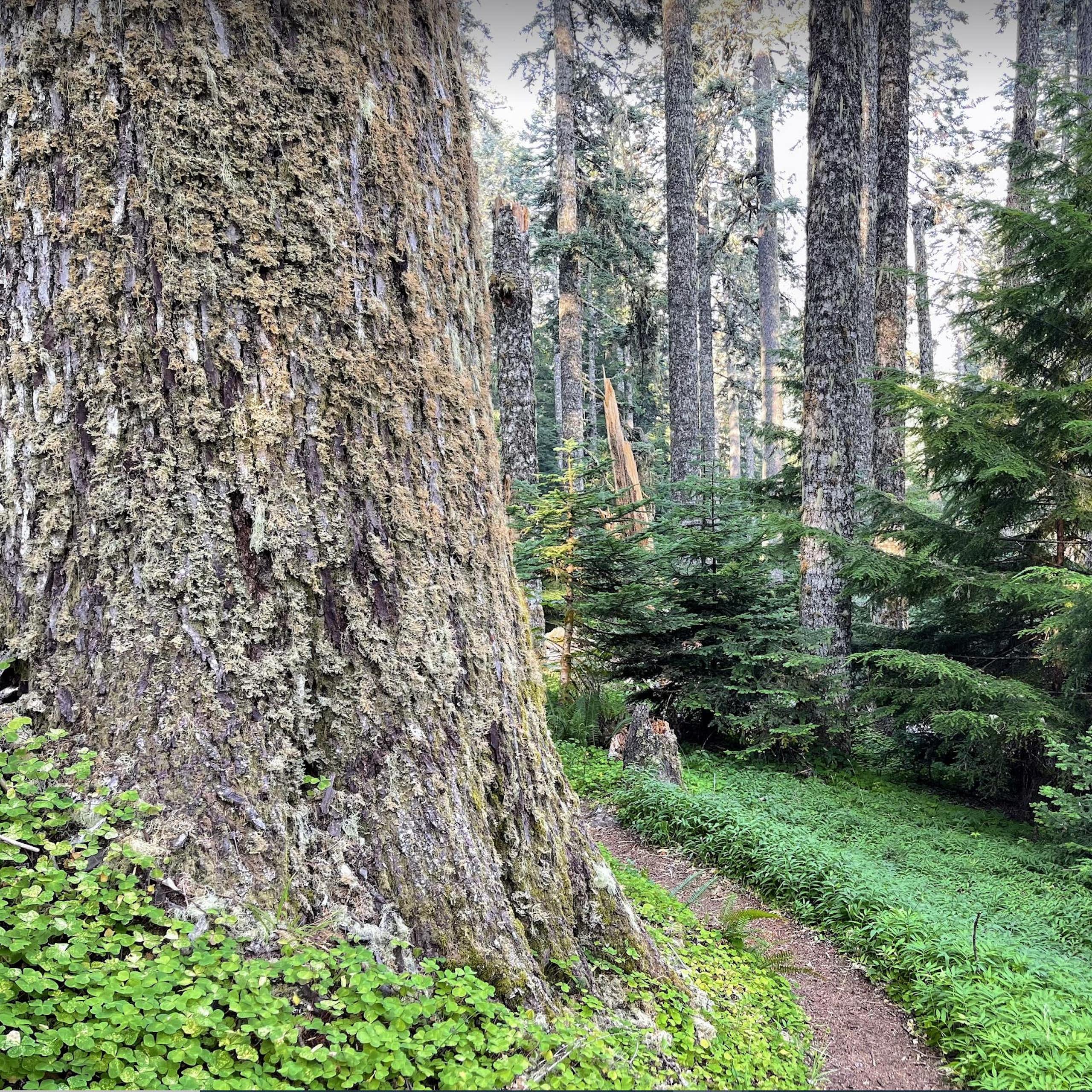 A narrow path curves aroudn the base of an enormous tree trunkand past smaller evergreen trees