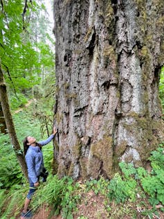 A woman rests her hand on the trunk of an enormous tree, looking up toward its crown.