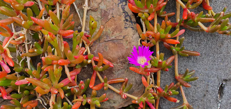 A bright pink flower with leaves and rocks in the background