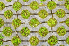 A pavement with holes cut into it through which grass is growing