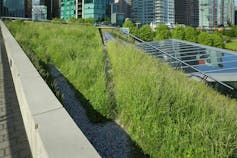 A large, six-acre roof on a building. It is covered with knee-high grass.