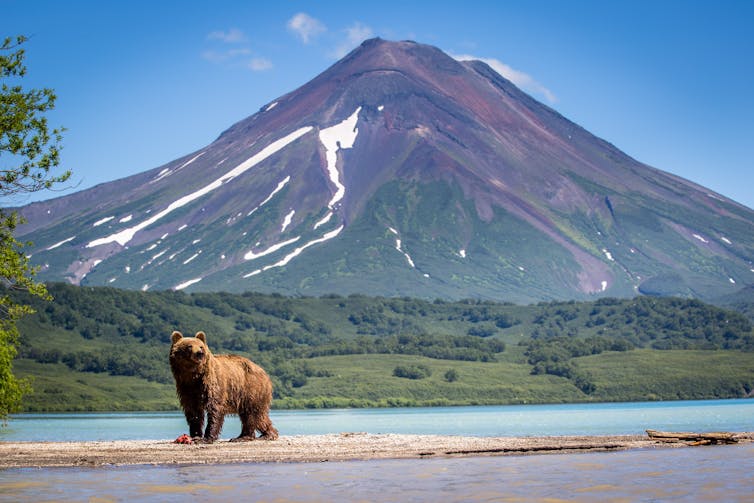 A brown bear standing next to a lake in the foreground of a volcano.