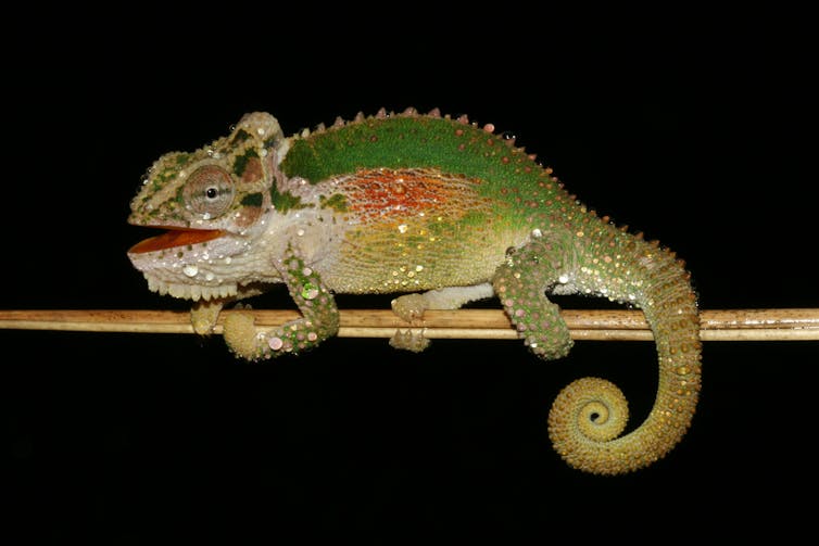 A chameleon balances atop a stick. It is bright green along its back, with a rusty patch on its side and is pale, almost white, on its stomach