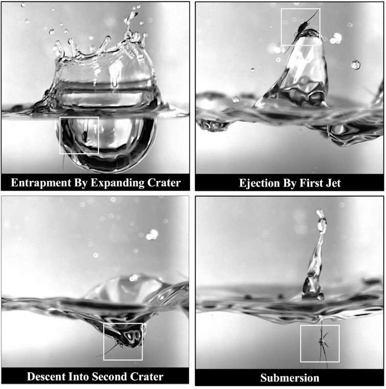 Four photos showing a raindrop colliding with the surface of the water, the first showing a dip below the surface in which a small, long-legged insect floats, the second showing the insect meeting the surface, and the third showing another small sip with the insect inside, and the fourth showing the insect submerged under the water.