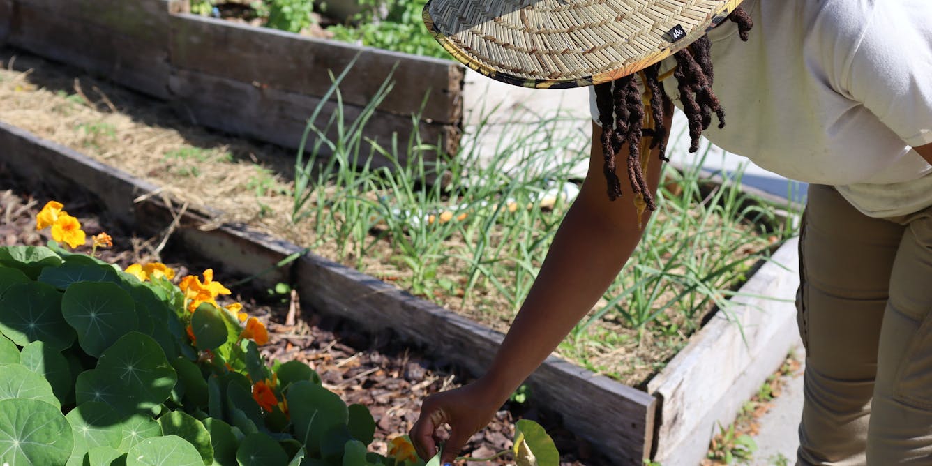 Urban agriculture isn’t as climate-friendly as it seems – but these best practices can transform gardens and city farms