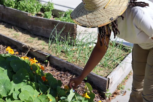 Urban agriculture isn't as climate-friendly as it seems – but these best practices can transform gardens and city farms