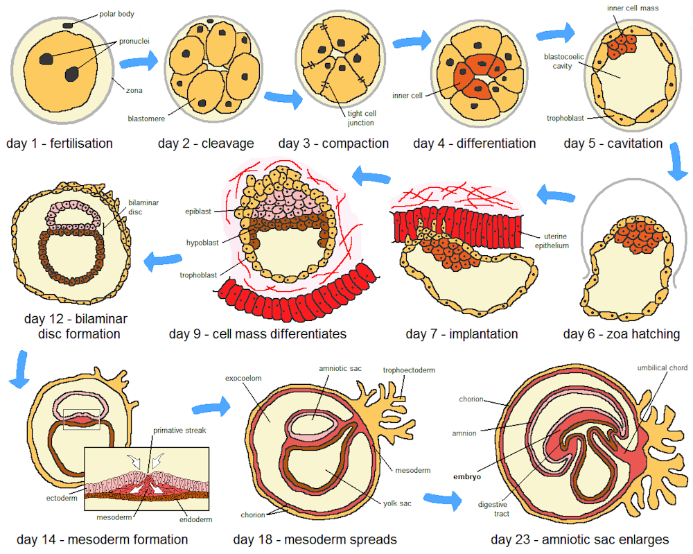 Synthetic human embryos let researchers study early development - Raw Story