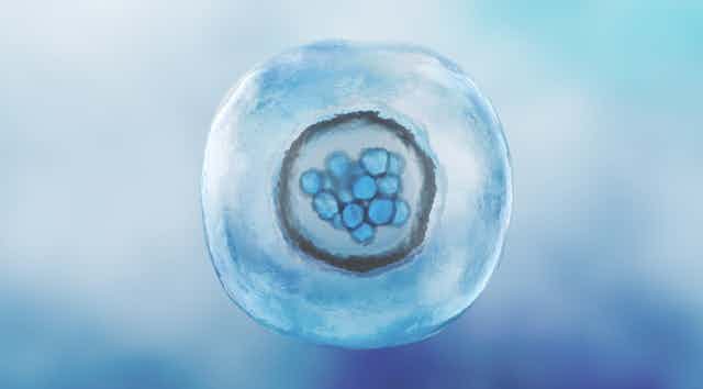 Illustration of morula: a translucent sphere surrounding another sphere surrounding a clump of blue cells