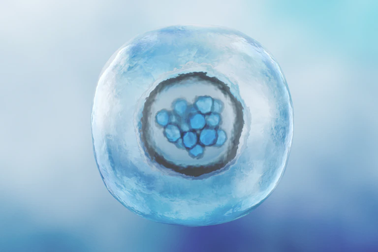 Illustration of morula: a translucent sphere surrounding another sphere surrounding a clump of blue cells