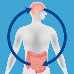 Diagram of a human with arrows linking brain and intestines