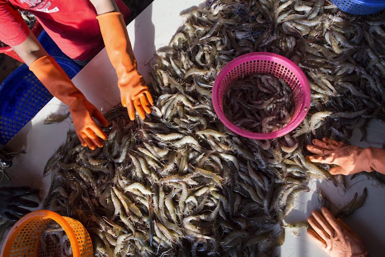 Overhead view of workers wearing long, rubber gloves sorting piles of shrimp on a long table