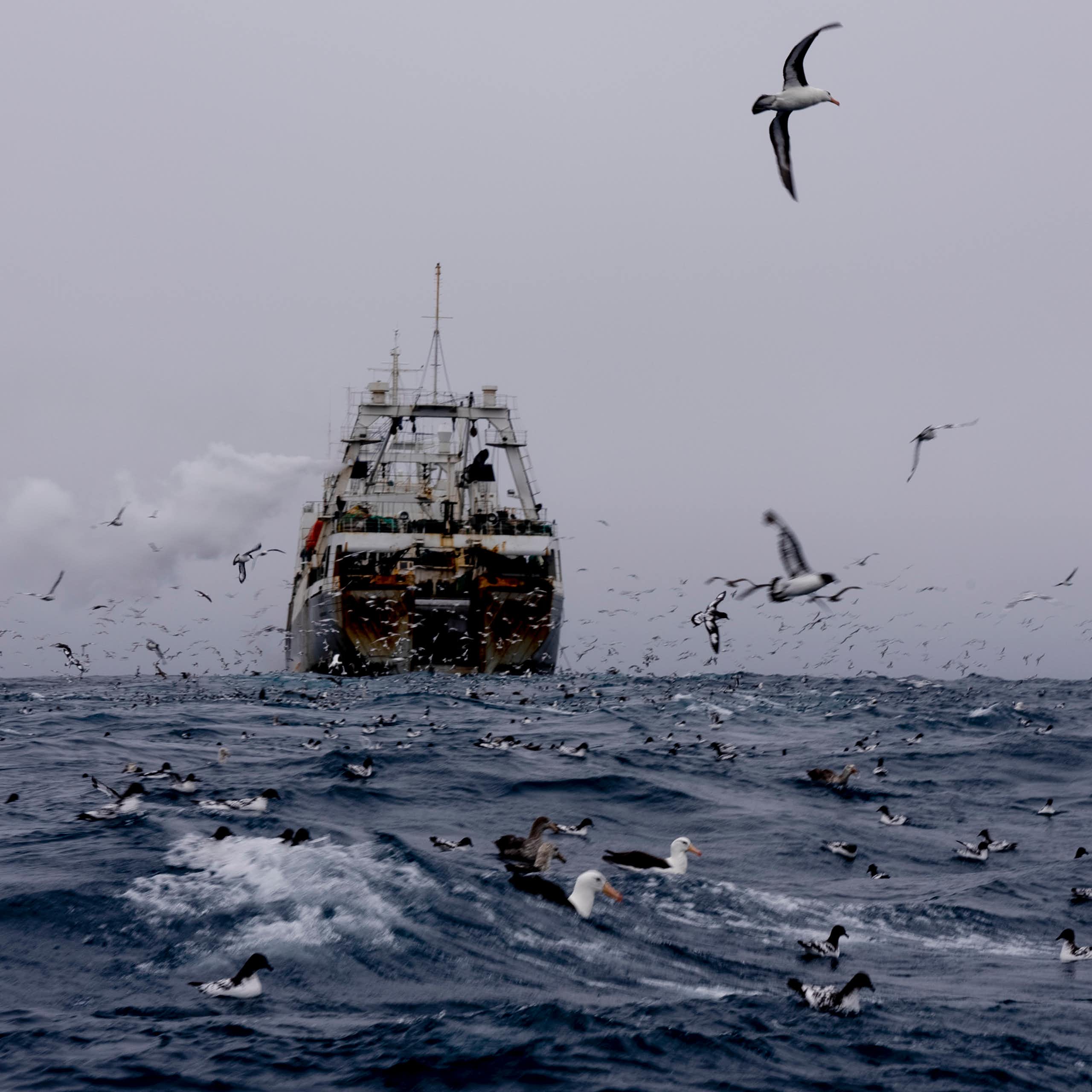 A large ship on the ocean while a flock of grey and white birds fly near it