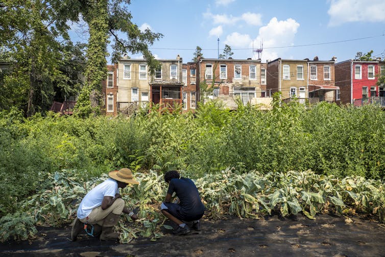 A young man kneels down with an older farmer in a hat to tend vegetables growing behind a row of brownstone homes.