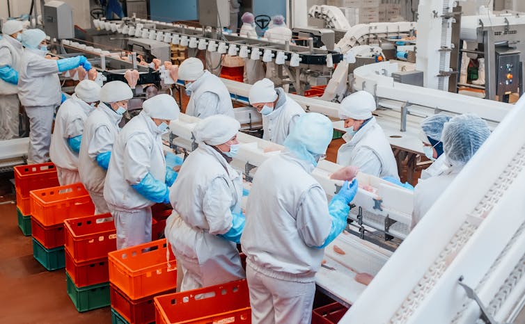 A line workers wearing white protective clothing and blue gloves producing food on a production line