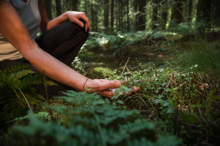 someone sitting cross-legged on a forest floor holding green leaves