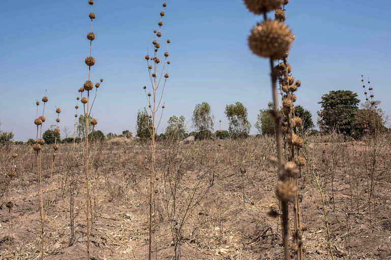 A dried out maize field where only twigs remain