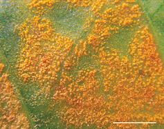 photo de traces oranges sur une feuille de café