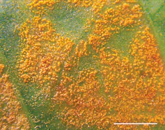 photo de traces oranges sur une feuille de café