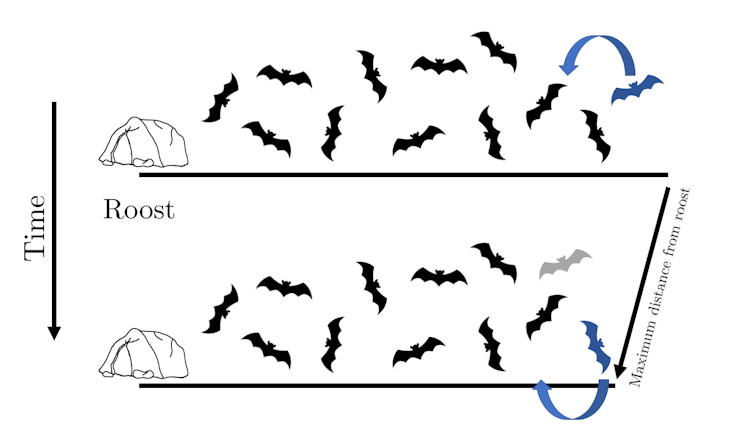 Illustration of two time snapshots showing how the bats' leapfrogging mechanism works.