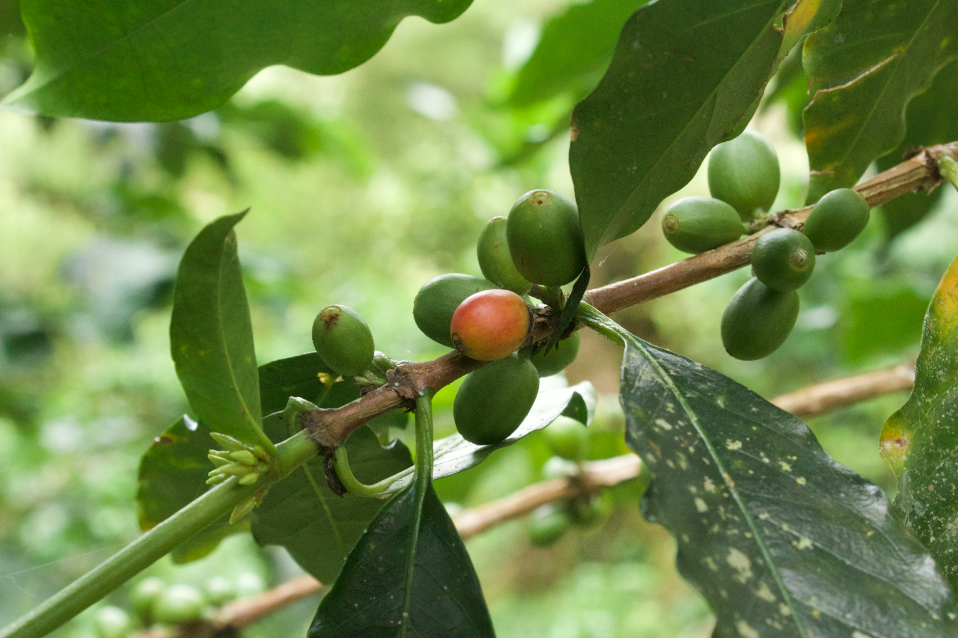 zoom sur des grains de café sur une branche