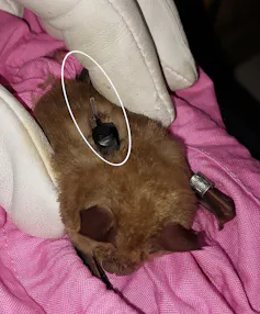 A small bat on a pink cloth with a radio attachment on its back.