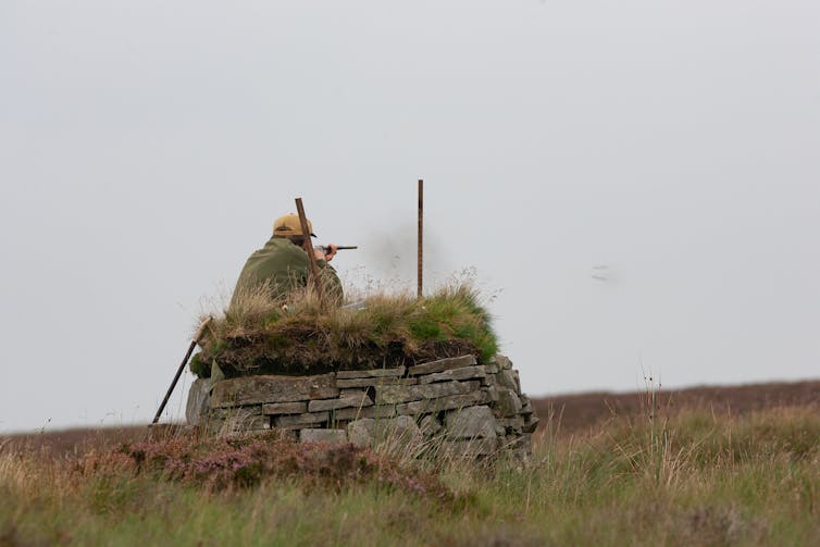 A hunter in a stone-laid gun butt shoots a gun surrounded by moorland.