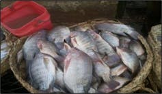 A photograph of pinkish-grey fish stacked together in a woven basket