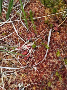 Close-up image of sphagnum moss on a peatland in the Isle of Lewis, Outer Hebrides.
