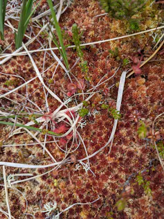 Close-up image of sphagnum moss on a peatland in the Isle of Lewis, Outer Hebrides.