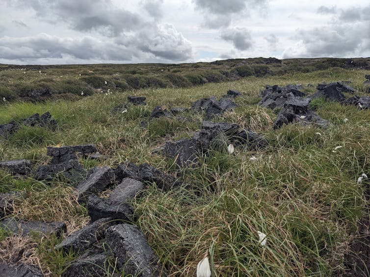 Cut and drying peat on a peatland in the Isle of Lewis.
