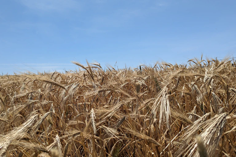 Campos de trigo dorado en Marruecos.