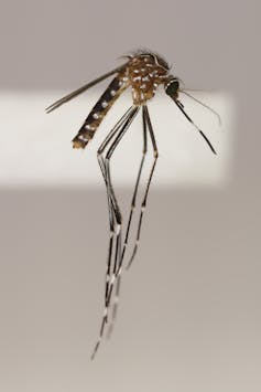 Dead mosquito specimen in museum collection