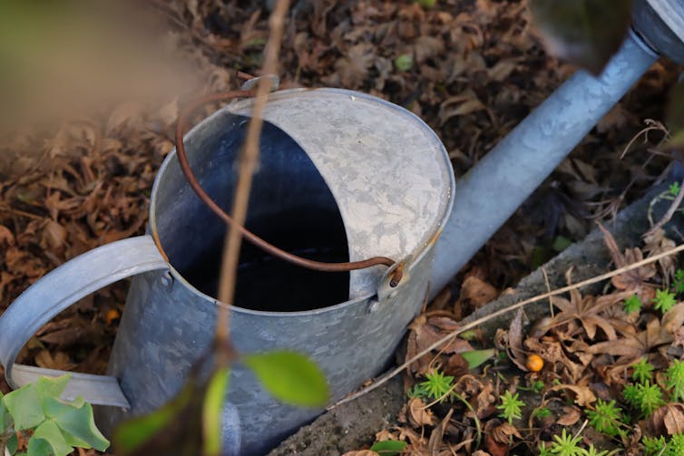 A watering can sitting in garden and filled with water