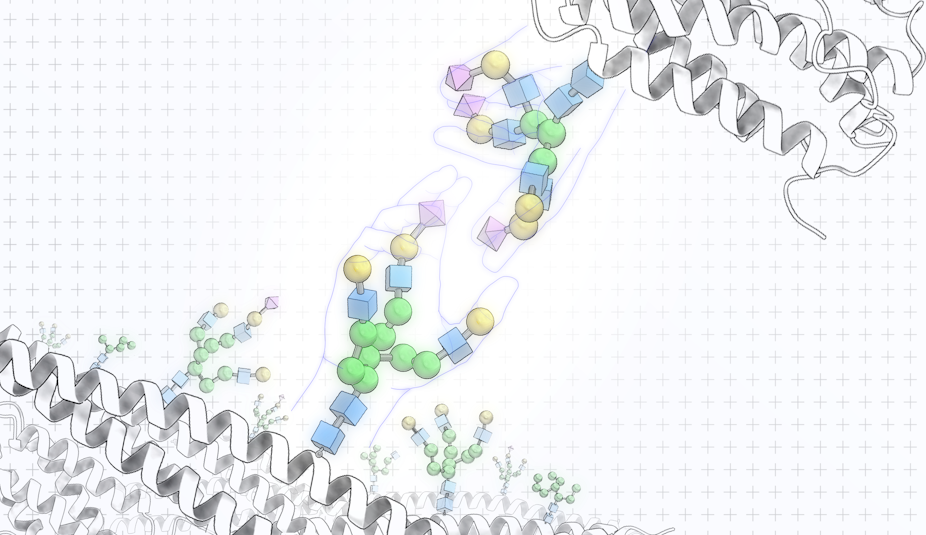 Illustration of two hands superposed on top of glycoproteins, reaching toward each other