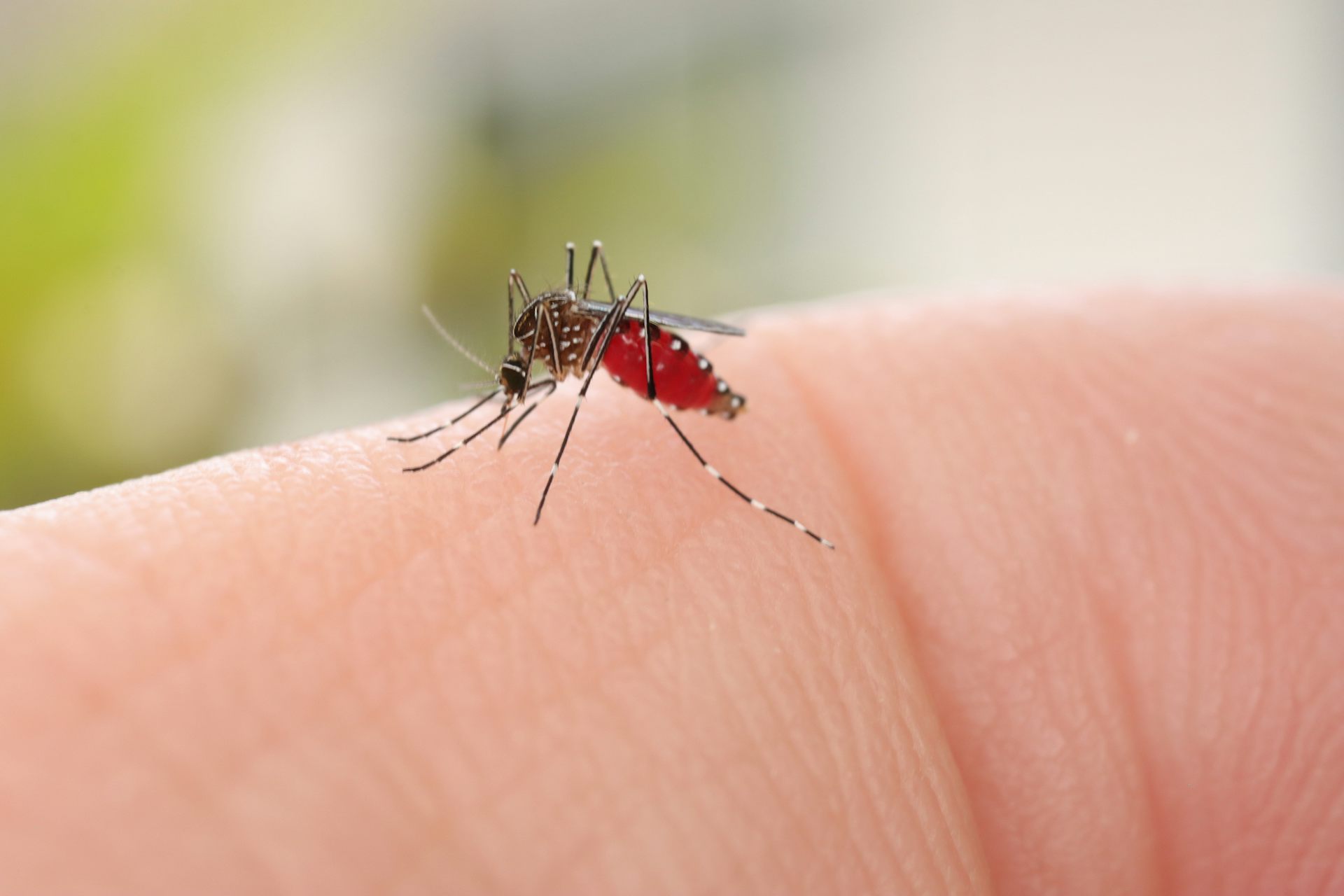 Mosquitoes can spread the flesh-eating Buruli ulcer. Here&rsquo;s how you can protect yourself