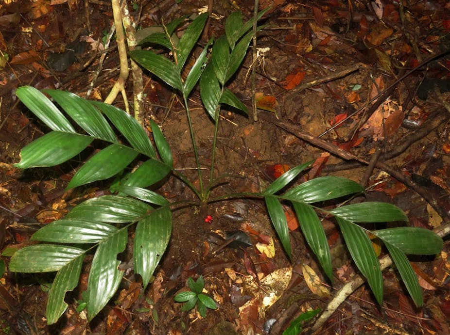 green leaves of small palm tree and few red berries on the surface of the soil