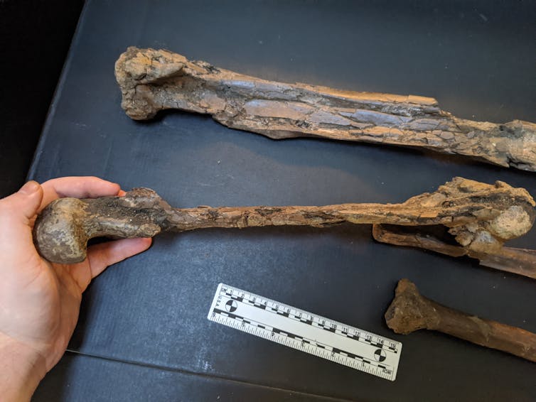 hand on one of three long fossil bones with a ruler