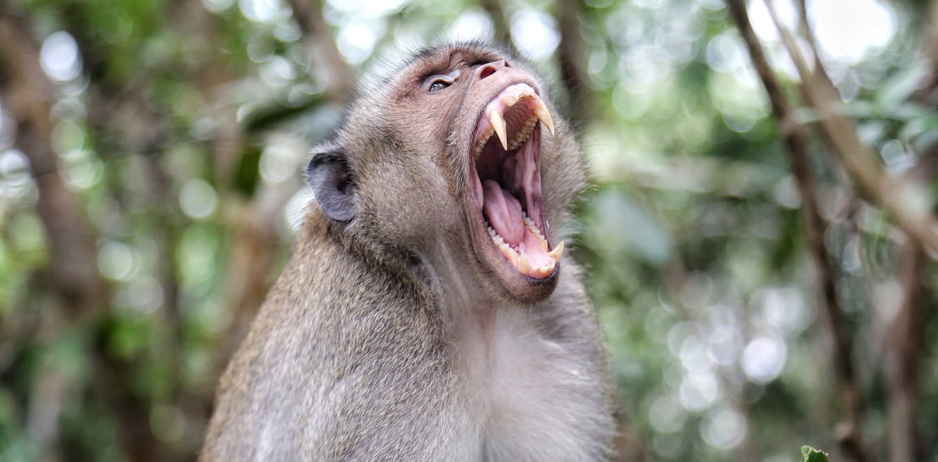 Why monkeys attack people – a primate expert explains