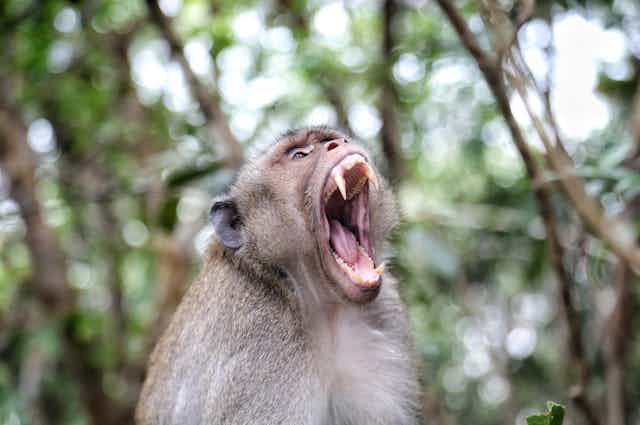A monkey with an open mouth displaying sharp teeth. 