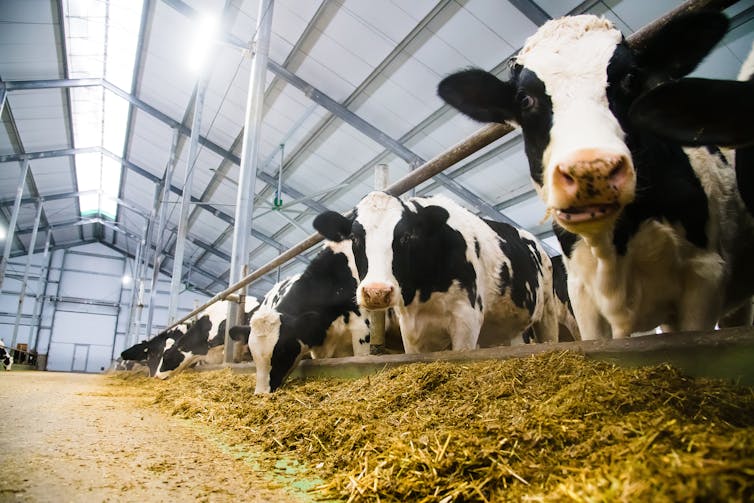 Row of cows in shed eating from pile of food.